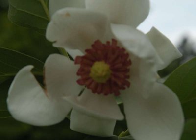 ir-DSC_0080_5x7L_OyamaMagnolia.jpg
