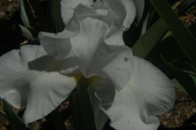 ir-DSC_0053.jpg