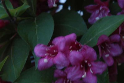 ir-DSC_0063.jpg