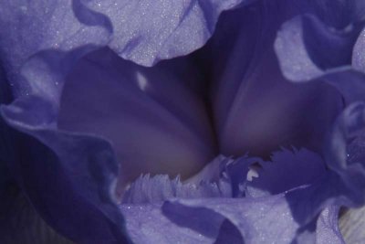 some Cropped images from Gray's Iris Garden