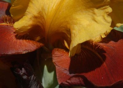 ir-DSC_0040_5x7L.jpg