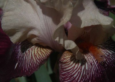 ir-DSC_0044_5x7L.jpg