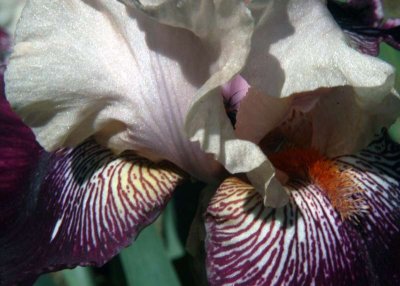 ir-DSC_0044_5x7L_AC.jpg