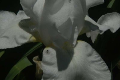 ir-DSC_0061_4x6L.jpg
