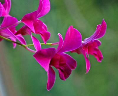 Lavender Dendrobium