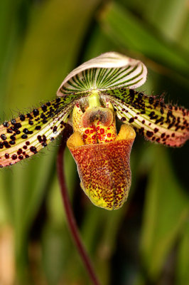 Paphiopedilum Hybrid