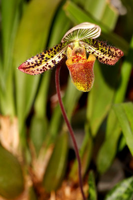 Paphiopedilum Hybrid