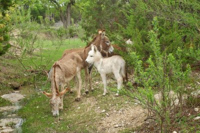 Free Range Donkeys