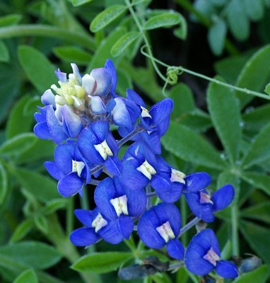 Texas Blue Bonnets