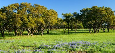 Blue Bonnets and Oaks