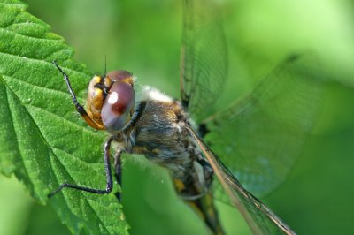  Spiny Baskettail