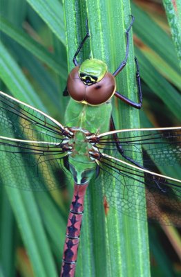 Common Green Darner