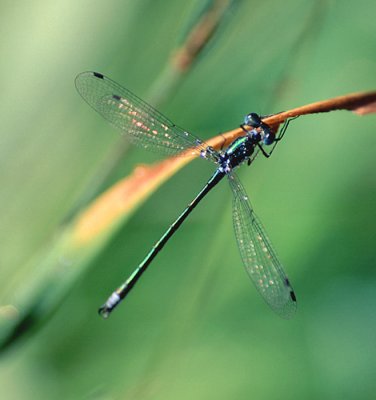 Emerald Spreadwing 