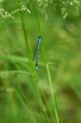 Hagens Bluet