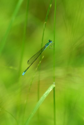 Sedge Sprite - Male