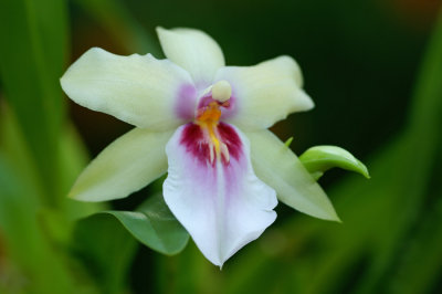 Pansey Orchid 