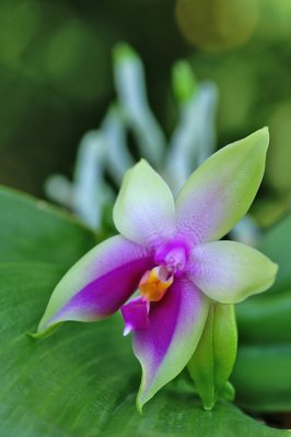 Phalaenopsis bellina