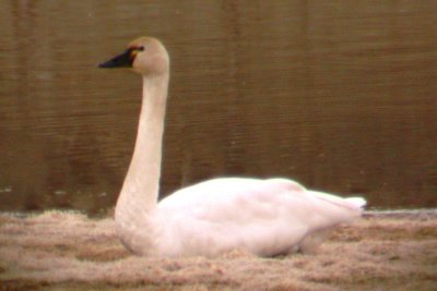 Tundra Swan returns to southwest Loveland