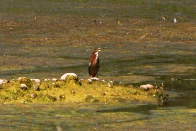 Green Heron