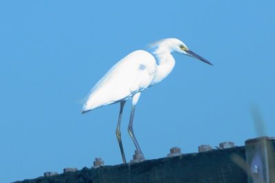 Snowy Egret