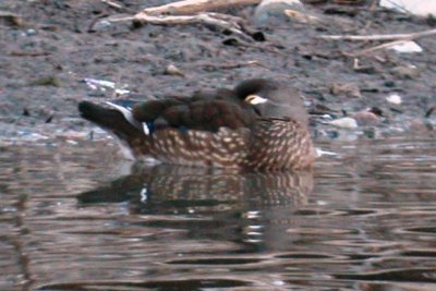 Wood Duck (female)