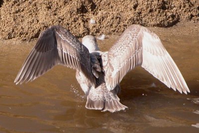 Glaucous-winged Gull (1st cycle)