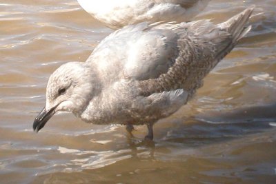 Glaucous-winged Gull (2nd cycle)