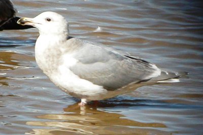 Glaucous-winged Gull (3rd cycle)