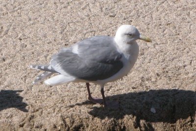 Glaucous-winged Gull (definitive basic)
