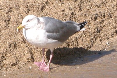 Herring Gull (definitive basic)
