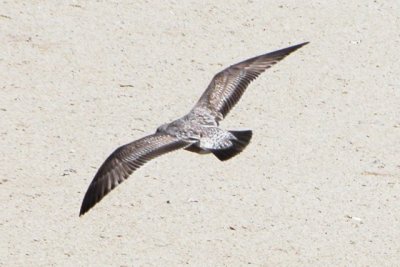 Western Gull (late 1st cycle, in flight)