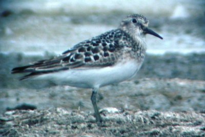 Baird's Sandpiper (adult)