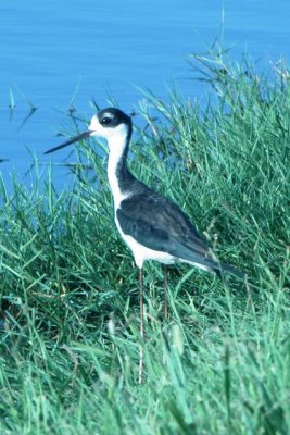 Black-necked Stilt (adult female)