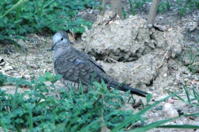 Inca Dove