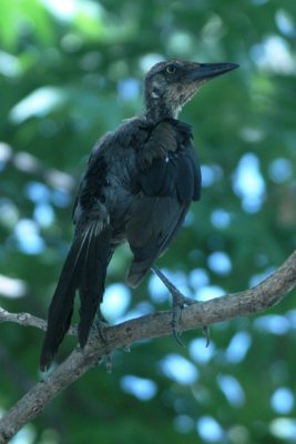 Great-tailed Grackle (juv male)