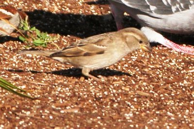 House Sparrow (adult female)