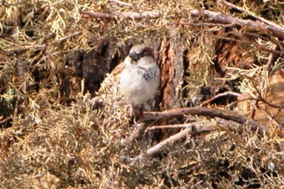 House Sparrow (adult male, basic)