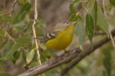 Magnolia Warbler (imm. male)