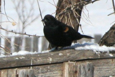 Red-winged Blackbird (male, basic)