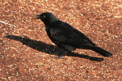 Red-winged (bicolored) Blackbird (male, basic)