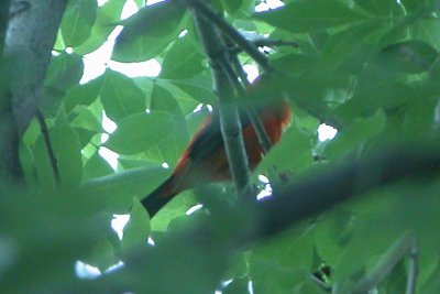 Scarlet Tanager (alternate male)