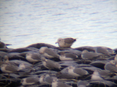 Great Black-backed Gull 2nd year 11 11 2006 Pueblo Reservoir.jpg