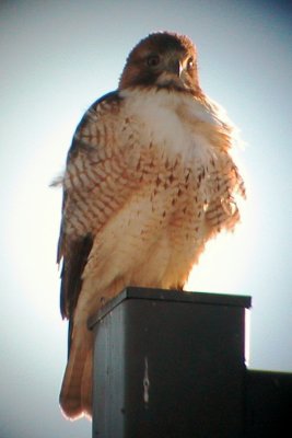 Red-tailed Hawk (adult Eastern)