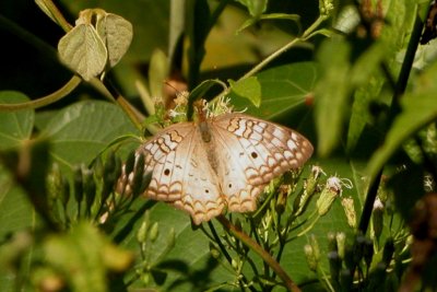 White Peacock