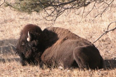 Bison (South Dakota)