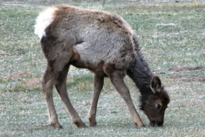 Elk - cow (Colorado)