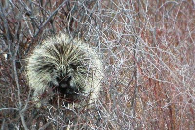 Porcupine (Colorado mountains)