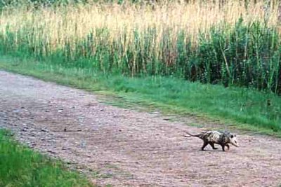 Possum (Colorado)