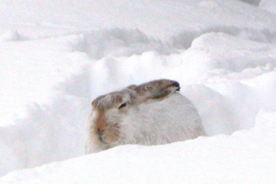 Snowshoe Hare (Colorado)