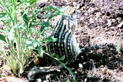 Thirteen-lined Ground Squirrel (Colorado)